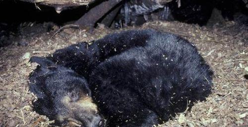 冬眠苏醒时,探寻生命奇迹的瞬间